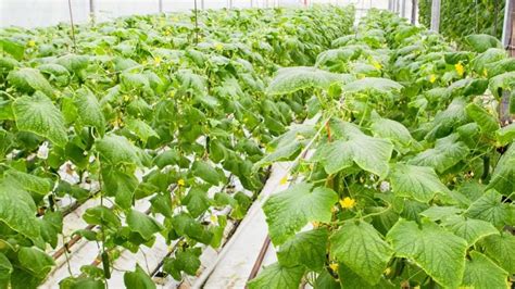 How To Grow Hydroponic Cucumber Rich Nutrient Solutions