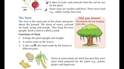 Evs Chapter 4 Part 2 Plants Our Green Friends In Hindi Cbse Youtube