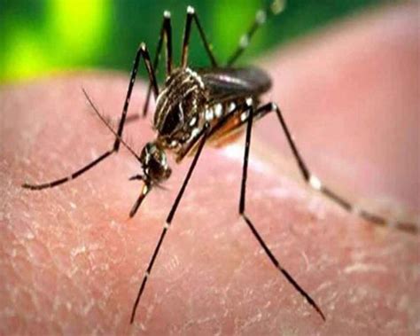 14 Zika Virus Cases Confirmed In Kerala