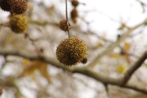 Maybe you would like to learn more about one of these? Winter Weeds & Trees | Outside My Window