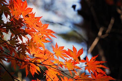 Red Maple Leaf Autumn Free Image Download