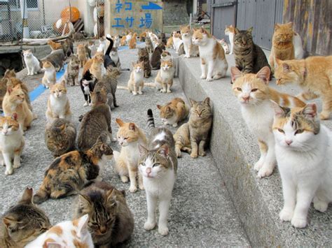 Japans Cat Island Receives Massive Food Donations After