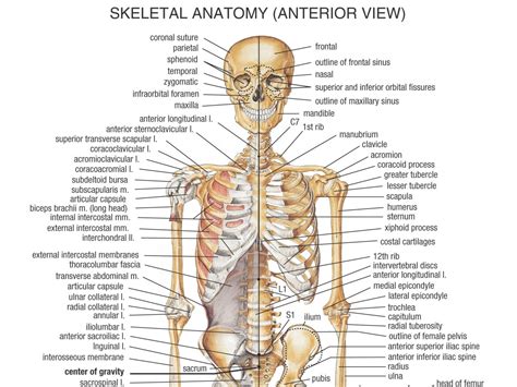 The Body Of The Human Eye Body Bones Human Body Anatomy Anatomy Bones