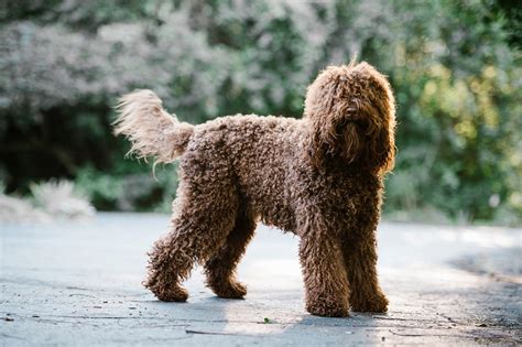 Our Barbet American Barbet Information On Barbet French Water Dogs