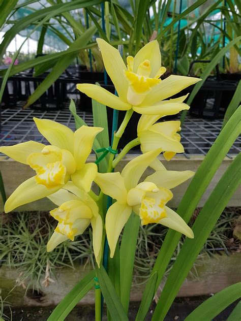 Yellow Cymbidium Eva Orchids Nursery