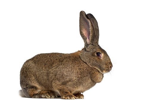 Best Rabbit Side View Stock Photos Pictures And Royalty Free Images Istock