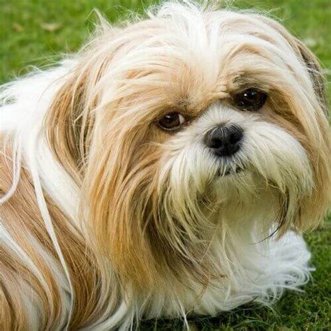 How To Care For Shih Tzus Vida Veterinary Care
