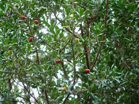 Tawapou Foliage And Fruit Tall Broadleaf Trees Te Ara Encyclopedia