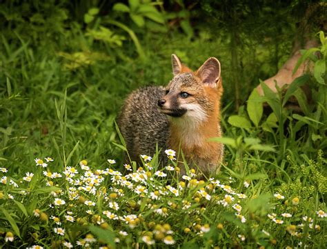 Gray Fox Kit In The Flowers North Carolina Uwharrie National Forest