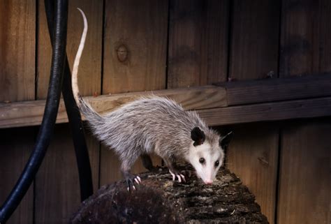 How To Get Rid Of Opossums Varment Guard Wildlife Services