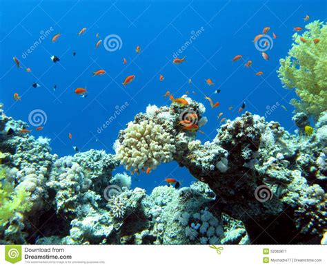 Colorful Coral Reef In Tropical Sea Underwater Stock