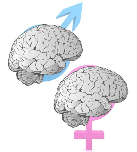 Cognition And Behavior Asperger Brains Similar Across Sexes Spectrum Autism Research News