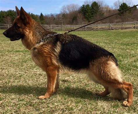 The Amazing Adult German Shepherds Trained For Personal Protection That