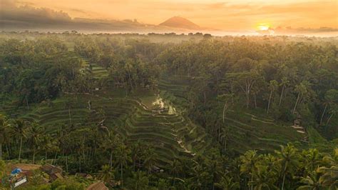Tegalalang Rice Terrace Ubud The Complete Guide