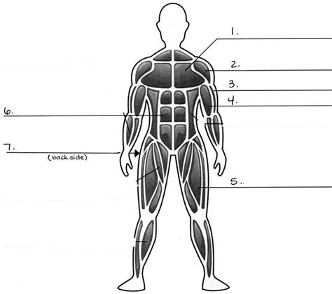 Many conditions and injuries can affect the back. Diagram Of Muscular System Muscles Unlabeled Diagram ...