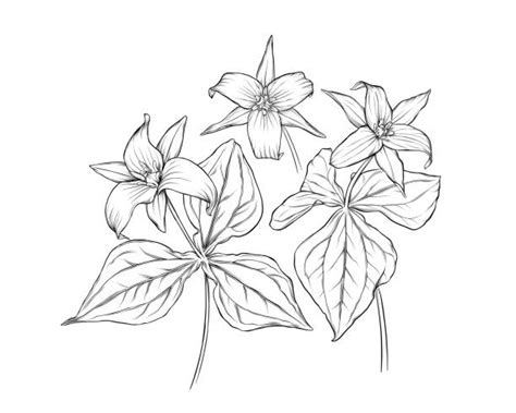 Clip Art Of A Trillium Flower Illustrations Royalty Free Vector