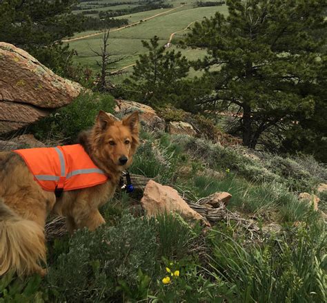 Everything You Need to Know About Hiking With Your Dog in Colorado