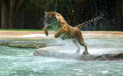 Bengal Tiger Jumping On Body Of Water Hd Wallpaper Wallpaper Flare