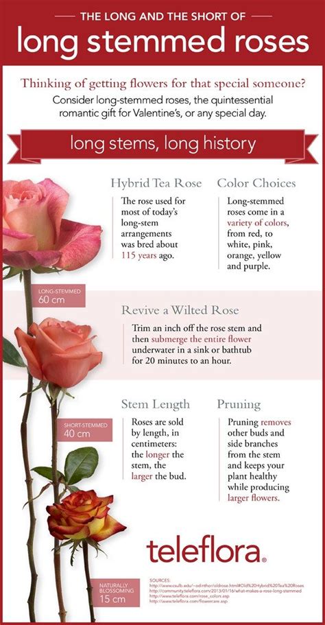 Infographic What Makes A Long Stemmed Rose Teleflora Blog Hybrid