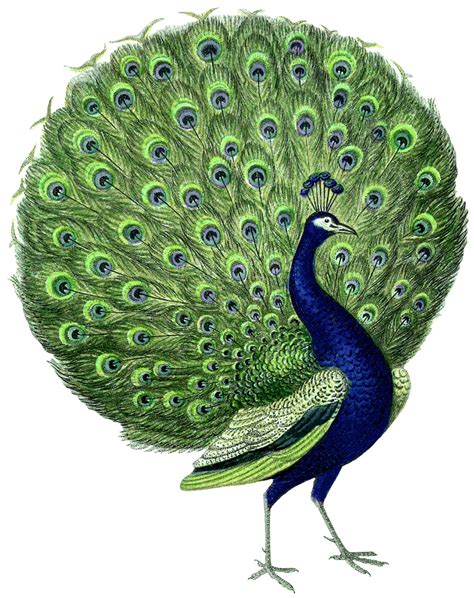 Vintage Peacock 1500x1895 Wallpaper