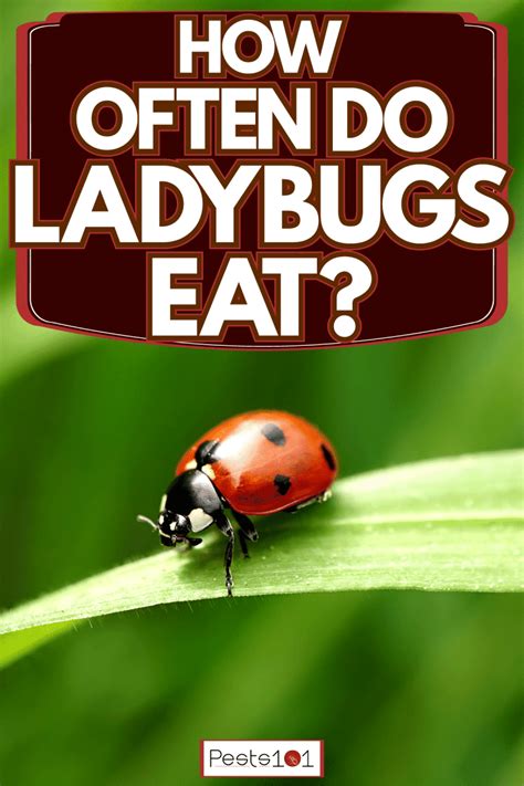 How Often Do Ladybugs Eat