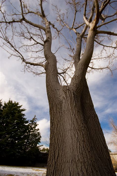 Buy mulberry trees and get the best deals at the lowest prices on ebay! Mulberry tree | When this tree was a sapling, our dogs ...