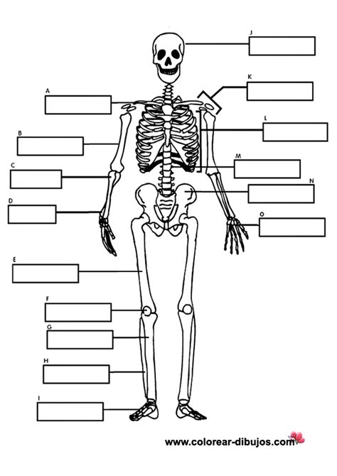 Juegos De Ciencias Juego De Sistema óseo En El Ser Humano Cerebriti
