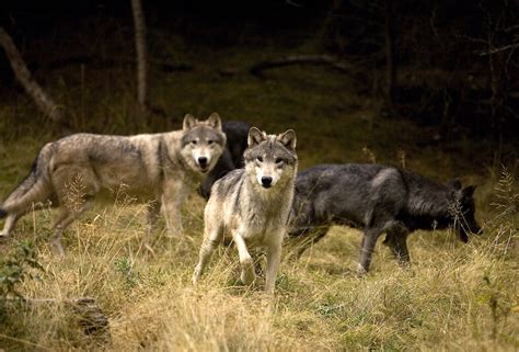 Gray Wolf — Destination Wildlife