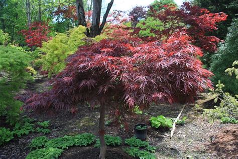 Acer Palmatum Dissectum ‘red Dragon Hickory Hollow Nursery And