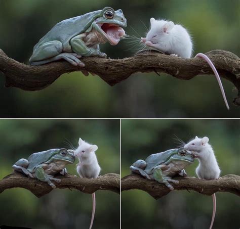 The Frog And Mouse Became Friend Rpics