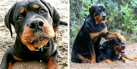 26 Photos Prove Rottweilers Are Most Awesome Breed Ever