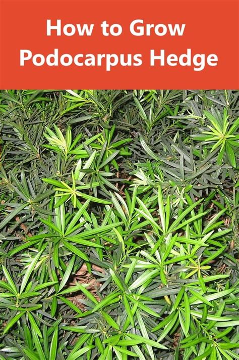 Podocarpus Plant How To Grow For Podocarpus Hedge Or Podocarpus Tree