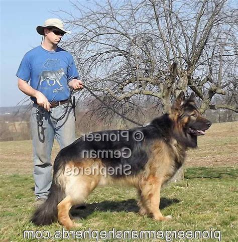 Extra Large German Shepherd Breed