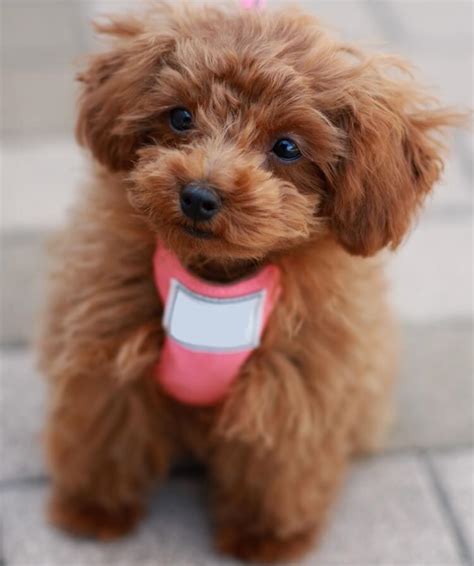 Teacup Poodle Facts Size Price Colors Breeders And More Marvelous Dogs