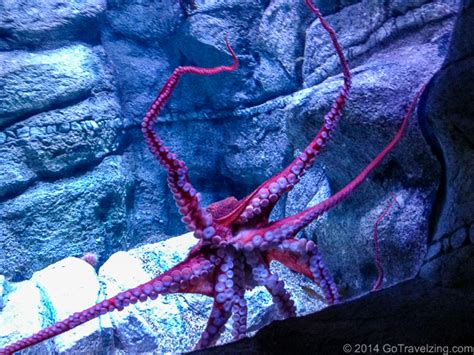 Tentacles Exhibit At The Monterey Bay Aquarium