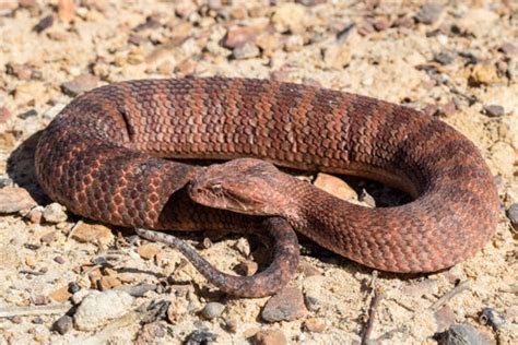 5 Tipos De Cobras Venenosas Tudo Sobre Cobras