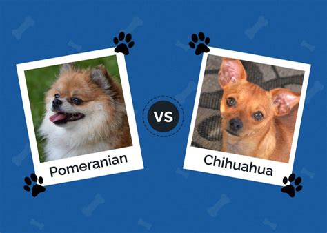 Pomeranian Vs Chihuahua Whats The Difference With Pictures Hepper