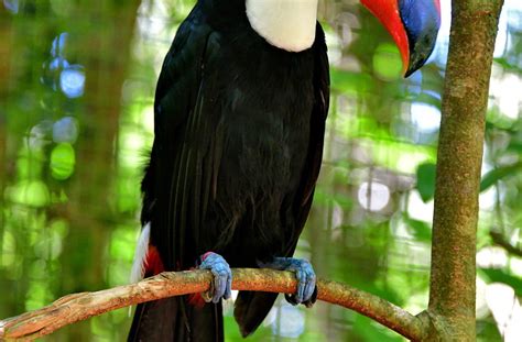 Toucan At Parque Das Aves In Foz Do Iguaçu Brazil Encircle Photos