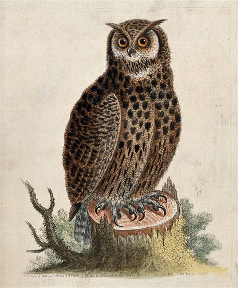 An Owl Sitting On The Stump Of A Tree Before A Forest Coloured Etching