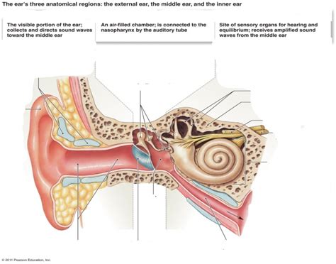 Ears Anatomical Parts Quiz