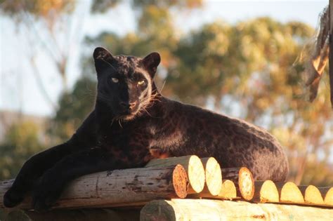 The big cat sanctuary's four pillars of ethos are welfare, breeding, education and conservation of t. Panthera Africa - Destinate