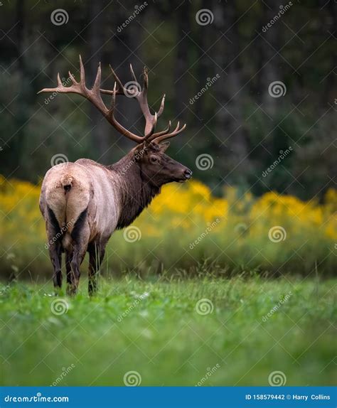 An Elk Portrait Stock Photo Image Of Pack Pair Nature 158579442