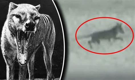 Tasmanian Tiger Footage Adds To Evidence Mysterious