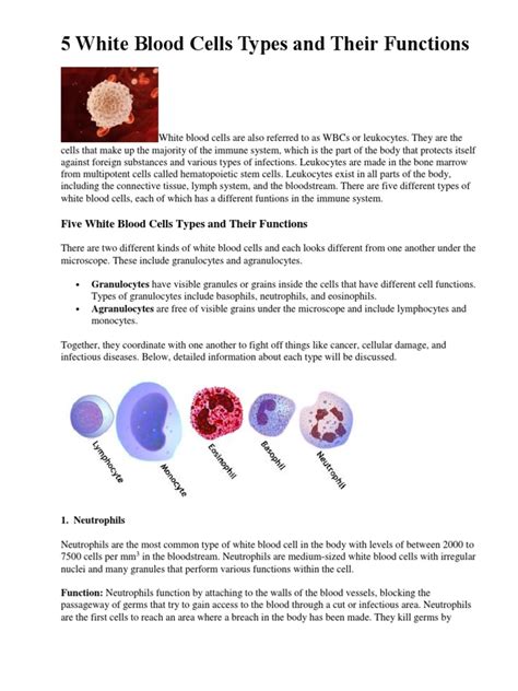 5 White Blood Cells Types And Their Functions Granulocyte White