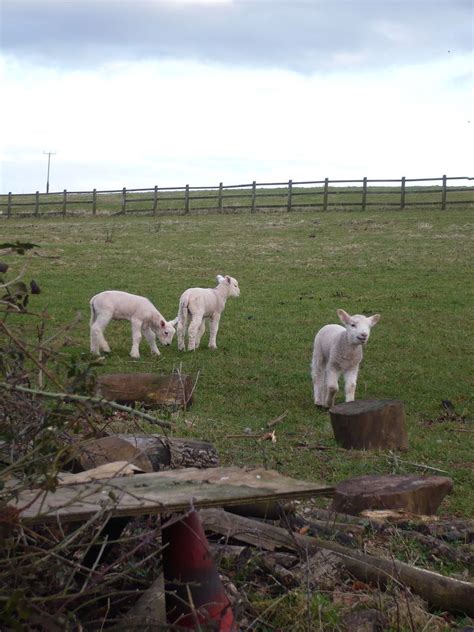 Gambolling Lambs Sarah Flickr