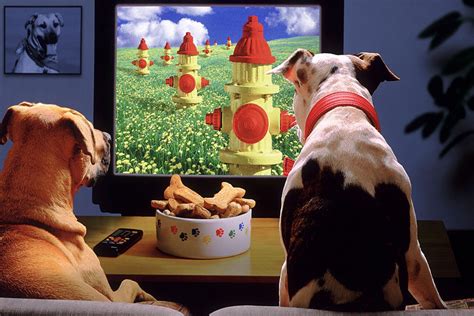 What Do Dogs See When They Watch Tv Up Best Home