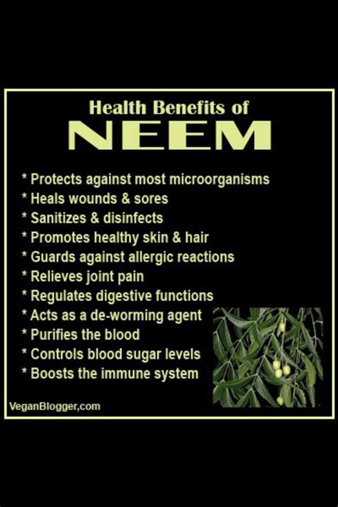 It is also added to beauty products, often in combination with other additionally, pills with neem extracts may be more effective for some skin conditions than the oil. 10 best Everything Neem "The Village Pharmacy Plant ...