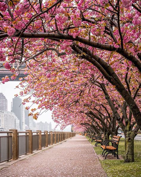 🇺🇸 Cherry Blossoms Roosevelt Island New York City Ny By Sidney C