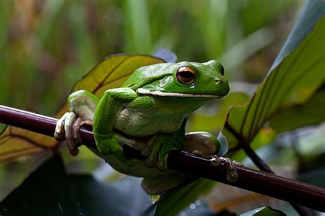 White Lipped Tree Frog Facts And Pictures