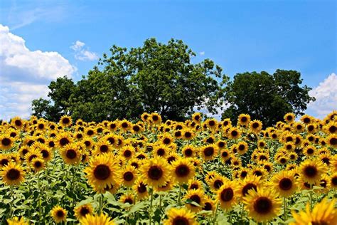 12 Beautiful Sunflower Fields Near Chicago